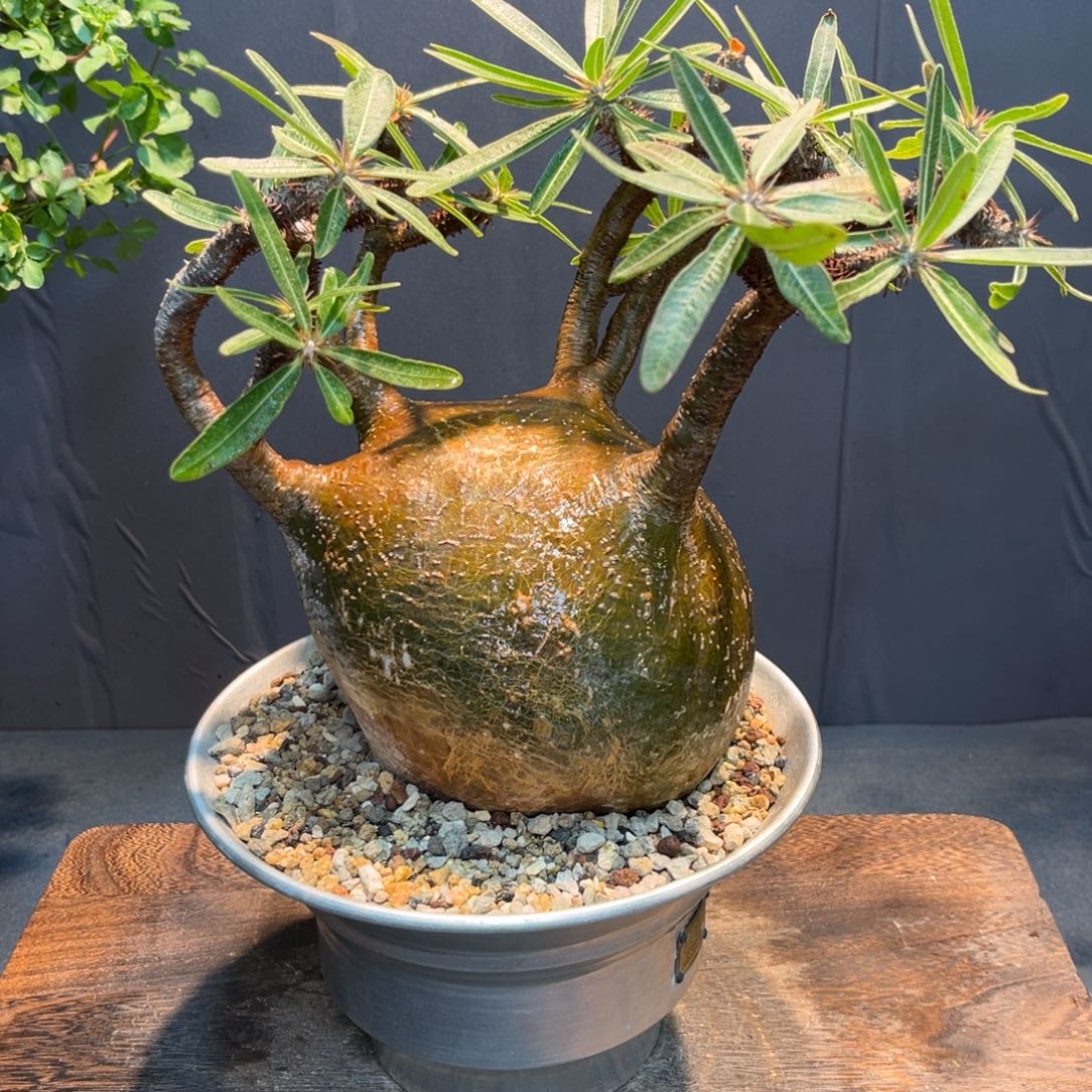 宫清Zzzzzzzzzzzzzzzz