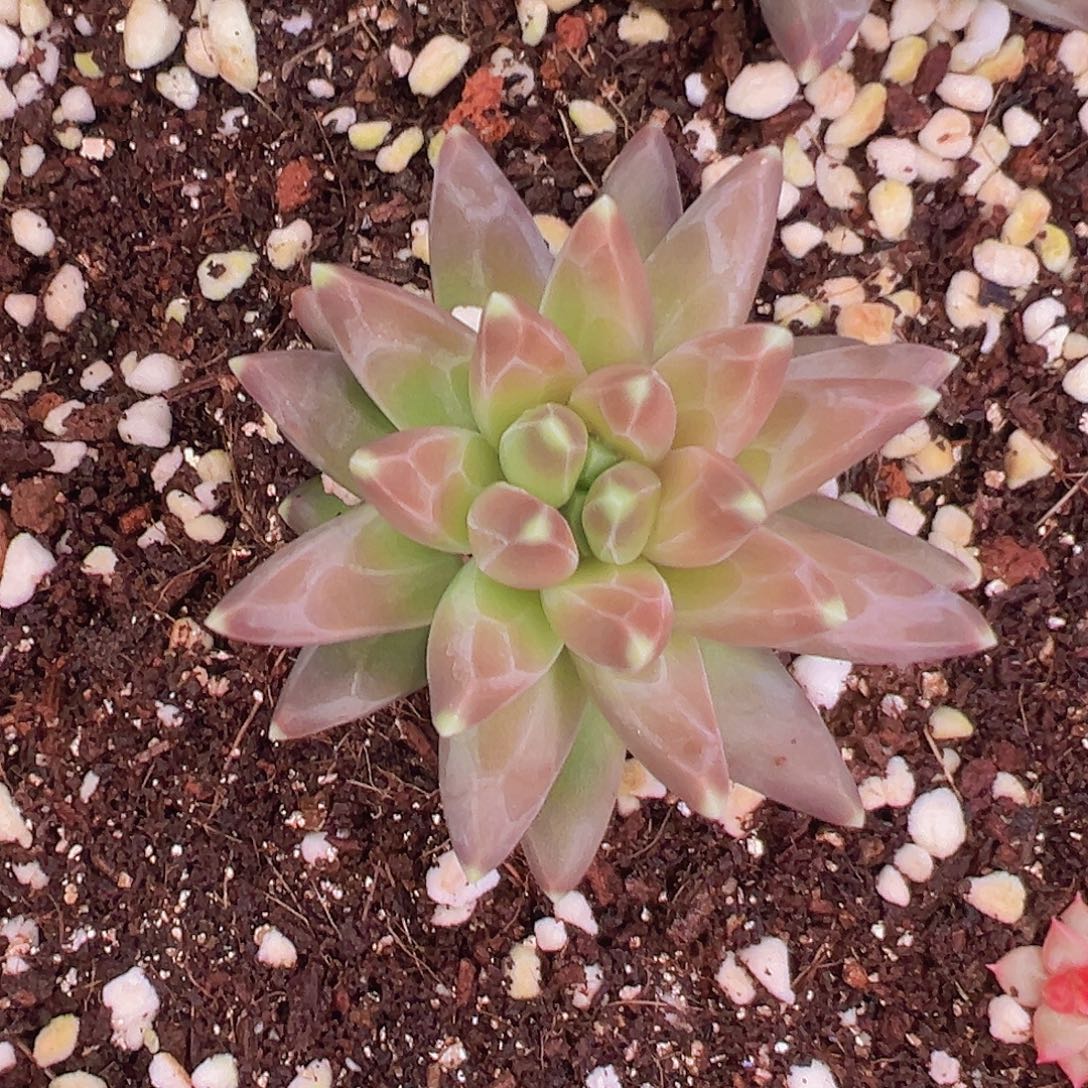 美人系5884558555肉肉的