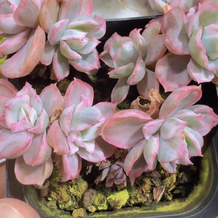 伯克利锦福利一颗