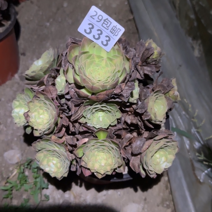 倾城中班！不包断枝……多肉植物