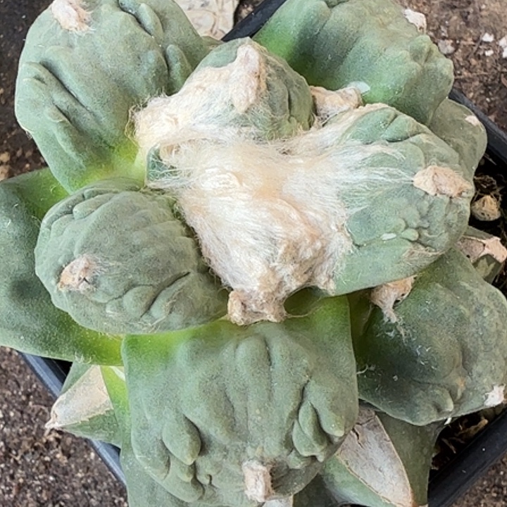 无花朵大尤怒涛549