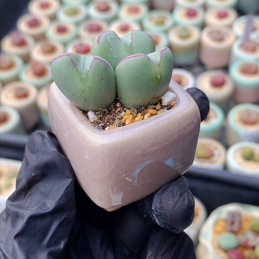 3425-一物一拍 带盆