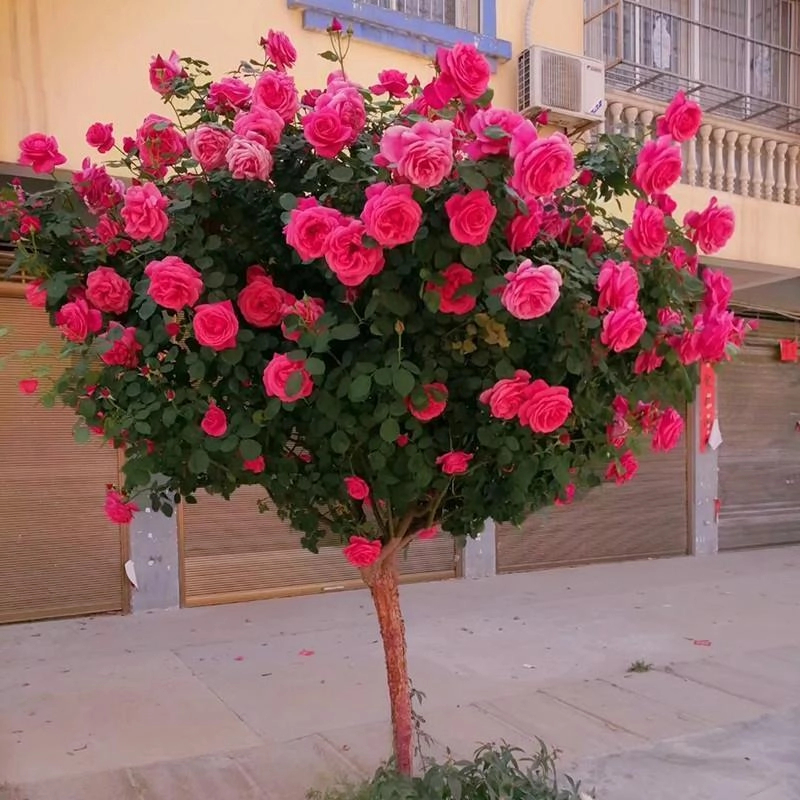 棒棒糖树桩月季花苗特大花朵花卉植物庭院四季开玫瑰带花树状