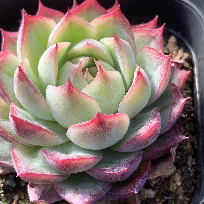 一颗玉寿
