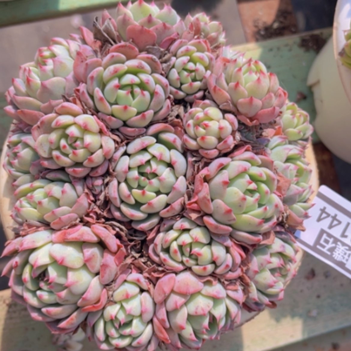 【闪购商品】娜娜13144