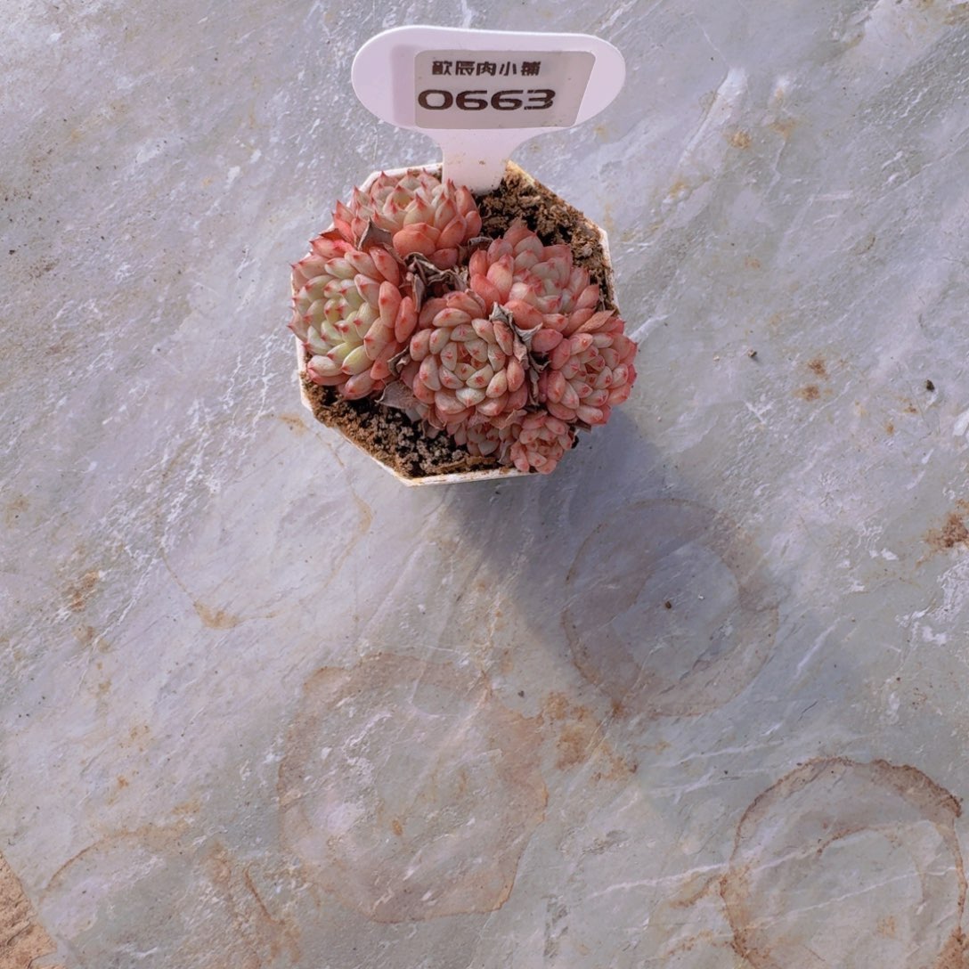 N****多肉植物白胖子群0663