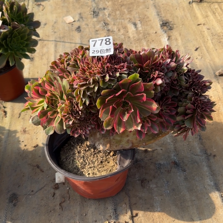 雅典娜追……多肉植物……