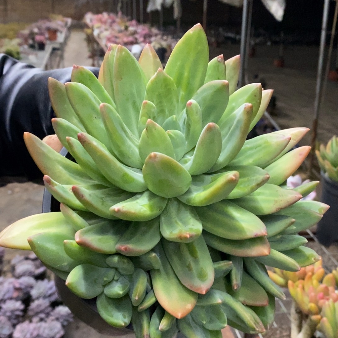 海洋之歌大单头带仔