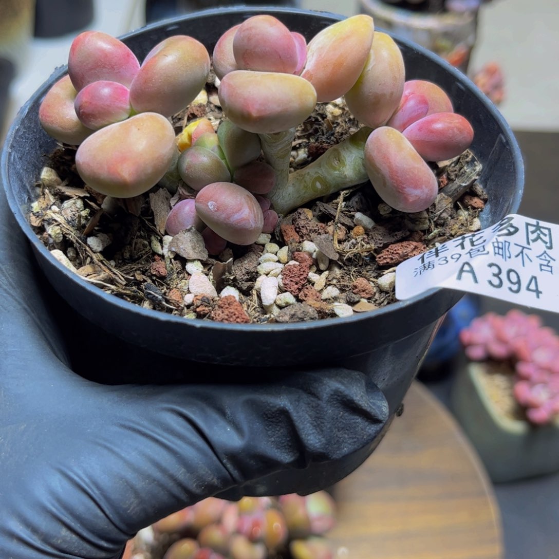 394KK奶酪9厘米多肉