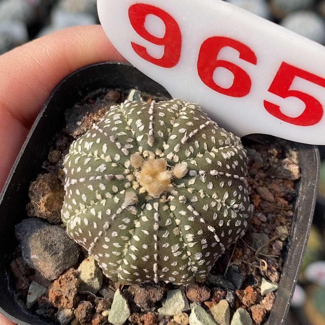 965连线奇迹系列福利