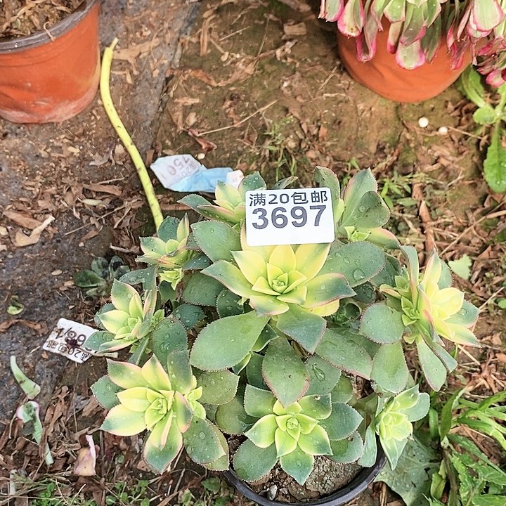 3697一颗艳日辉法师