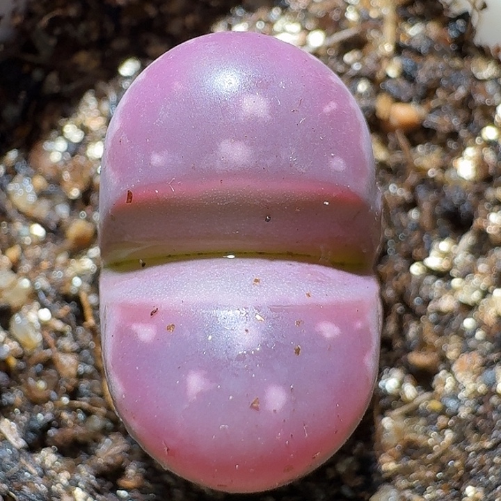 生石花2111122。   357