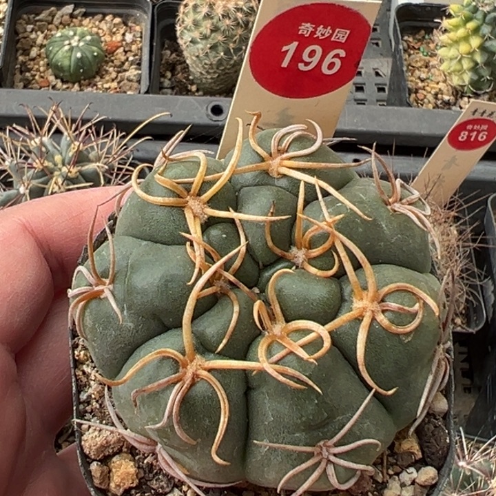 实生卷刺海王5.9cm