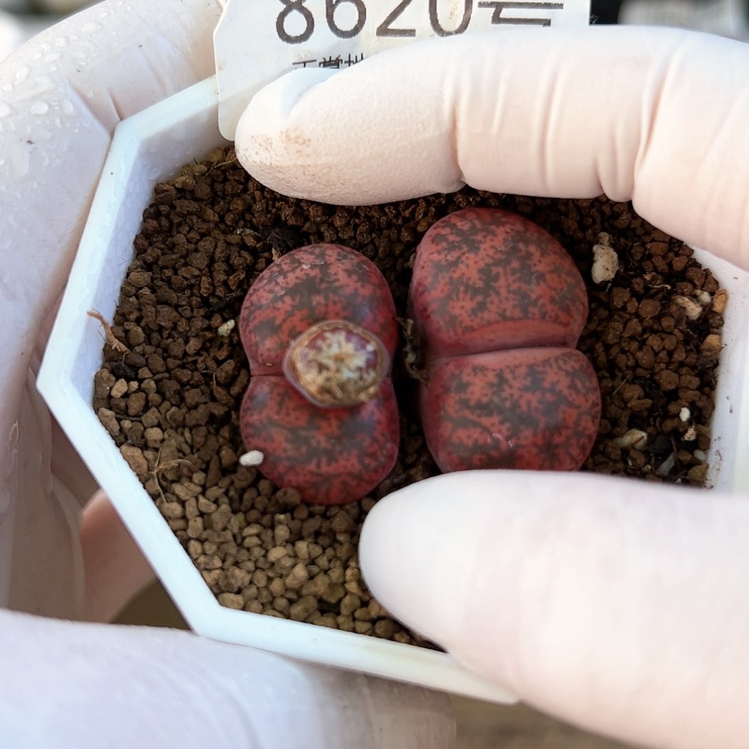 好养易活生石花大母本8620