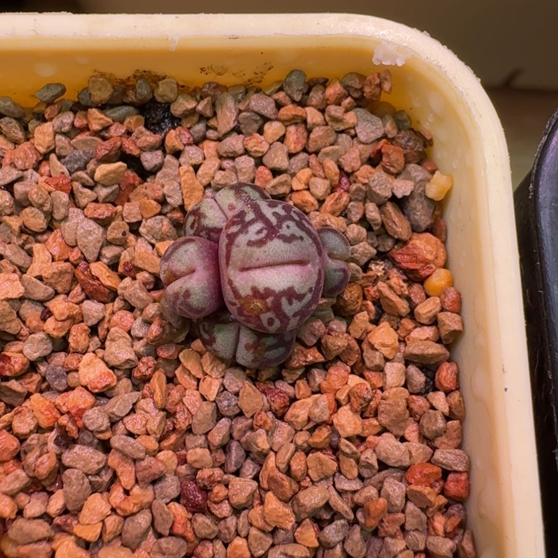 煎***啦云缦精品番杏27.5