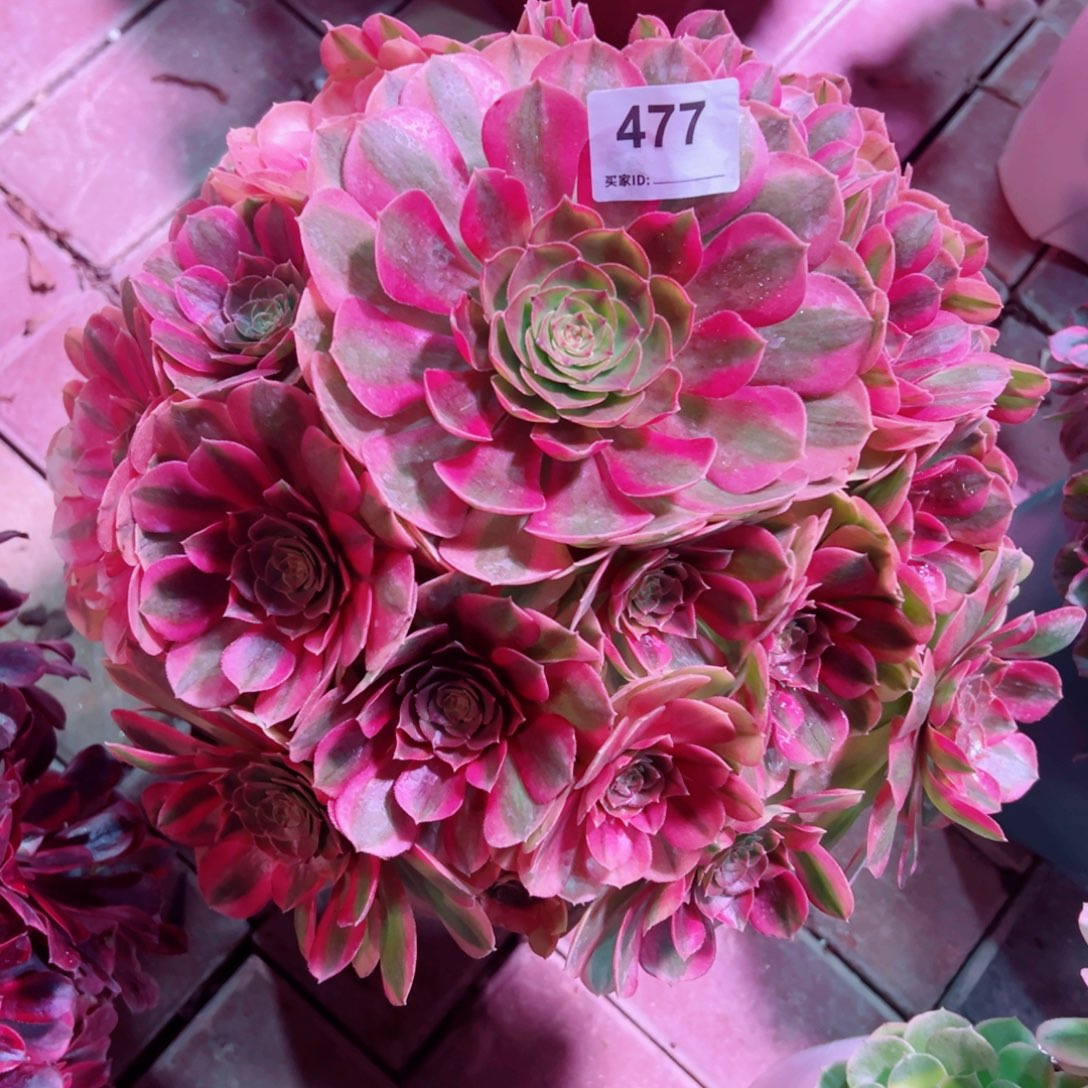 477雨荷法师多肉植物