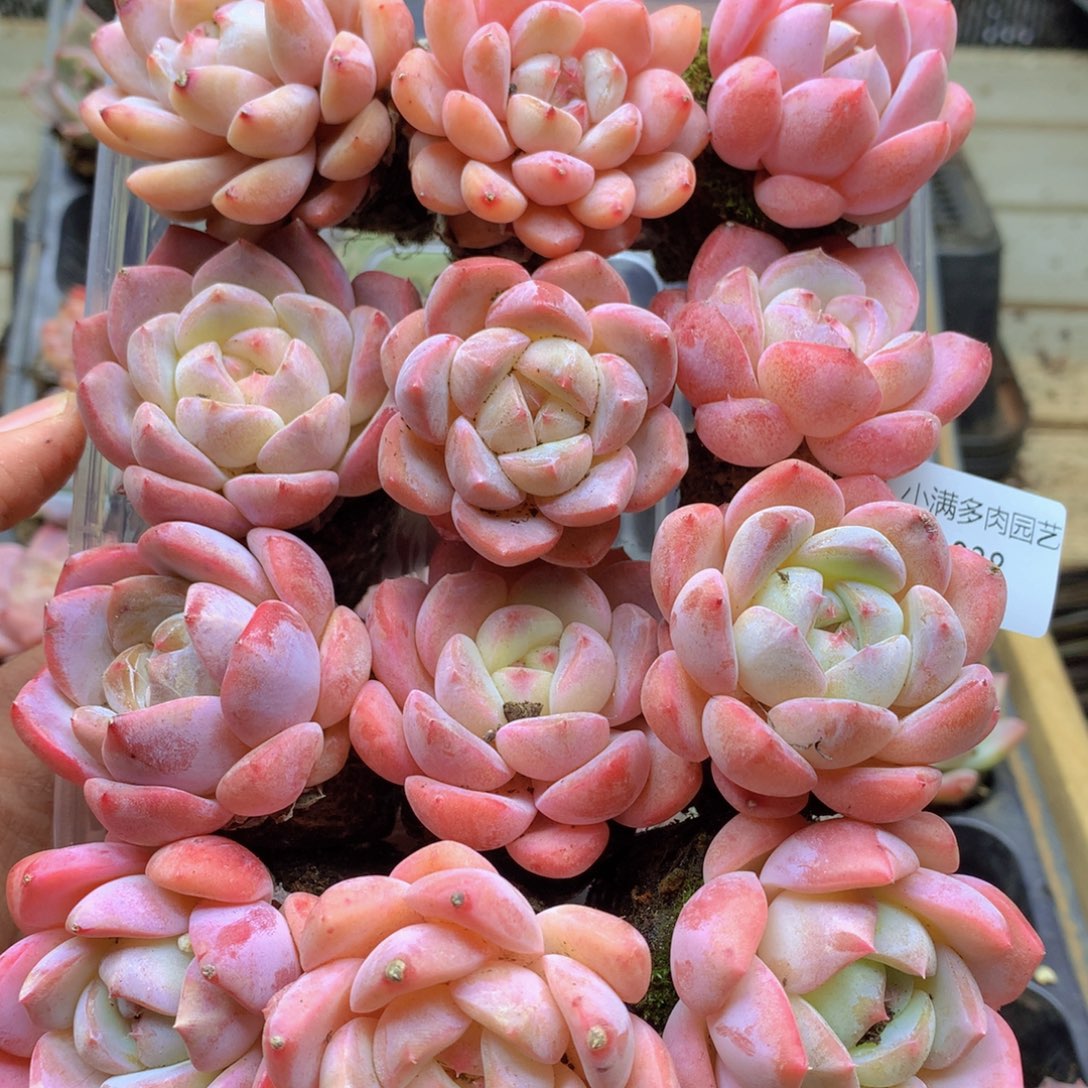 我也想要一只猫啊038