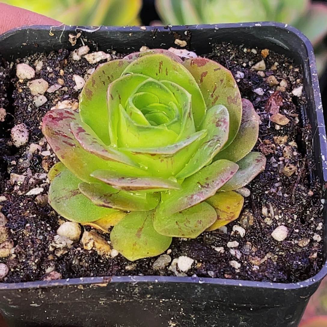 霓倾 满30元非偏远包邮多肉 