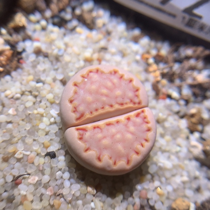 精品生石花115.492漫画