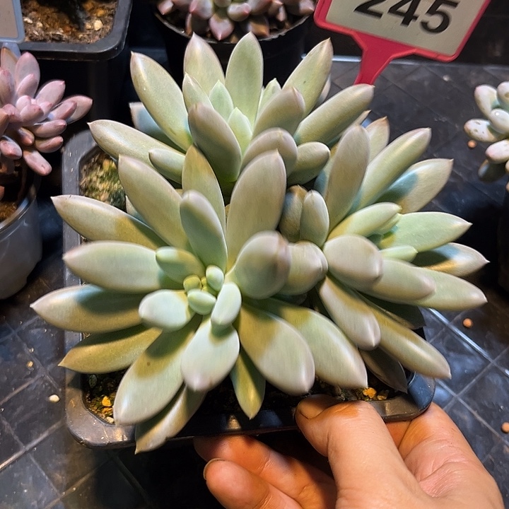 多肉植物红胖体哥特345