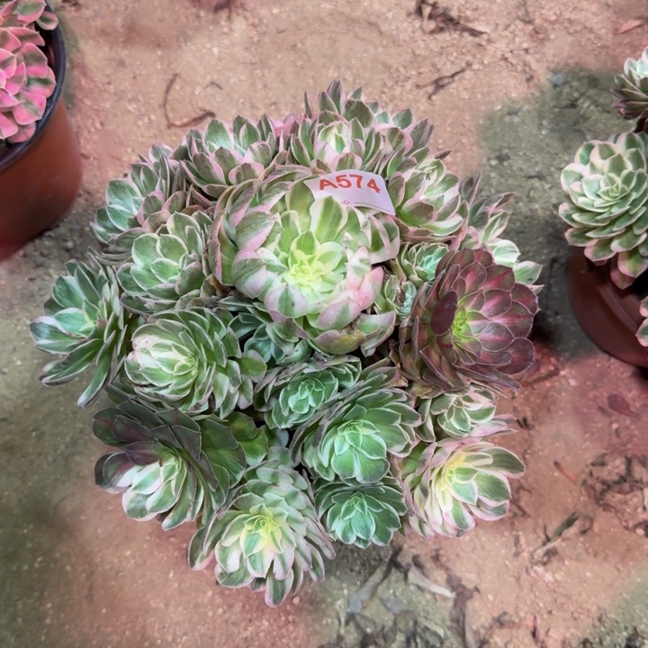 海王574多肉植物冠服29