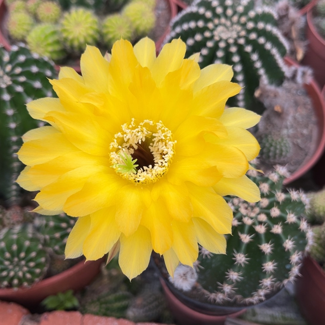 勿***?实生黑金刚仙人球1