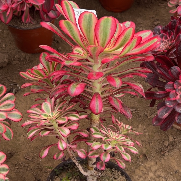 6878香奈儿多肉植物