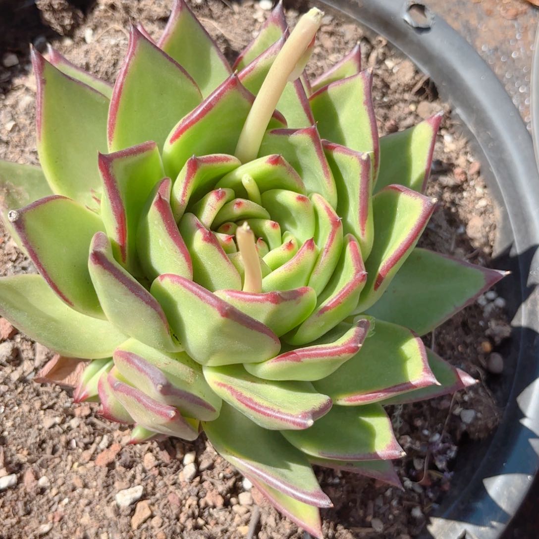 星星杂。东云杂。 陈斯特拉。38