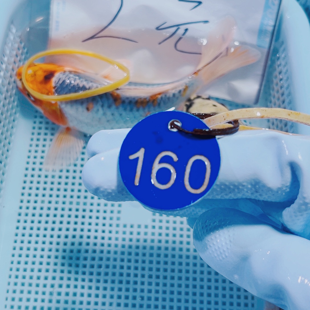 锦鲤160 锦鲤冷水观赏