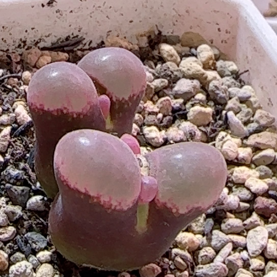 精品风铃玉 喜欢的自己搂～