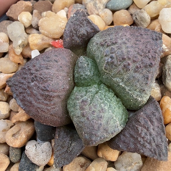 边境老头的大型丸叶紫连山