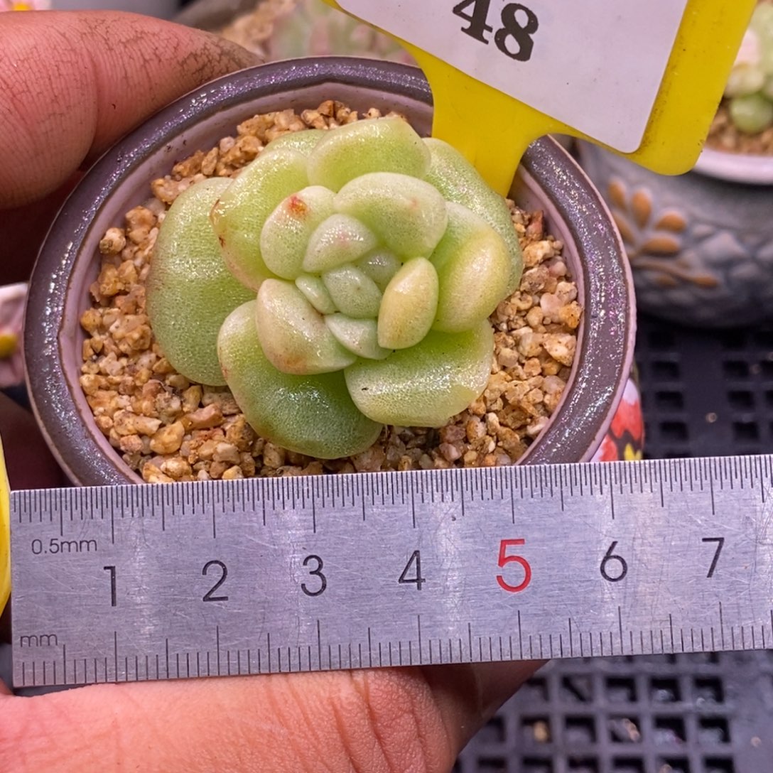 548冰玉石化老桩多带锦朵