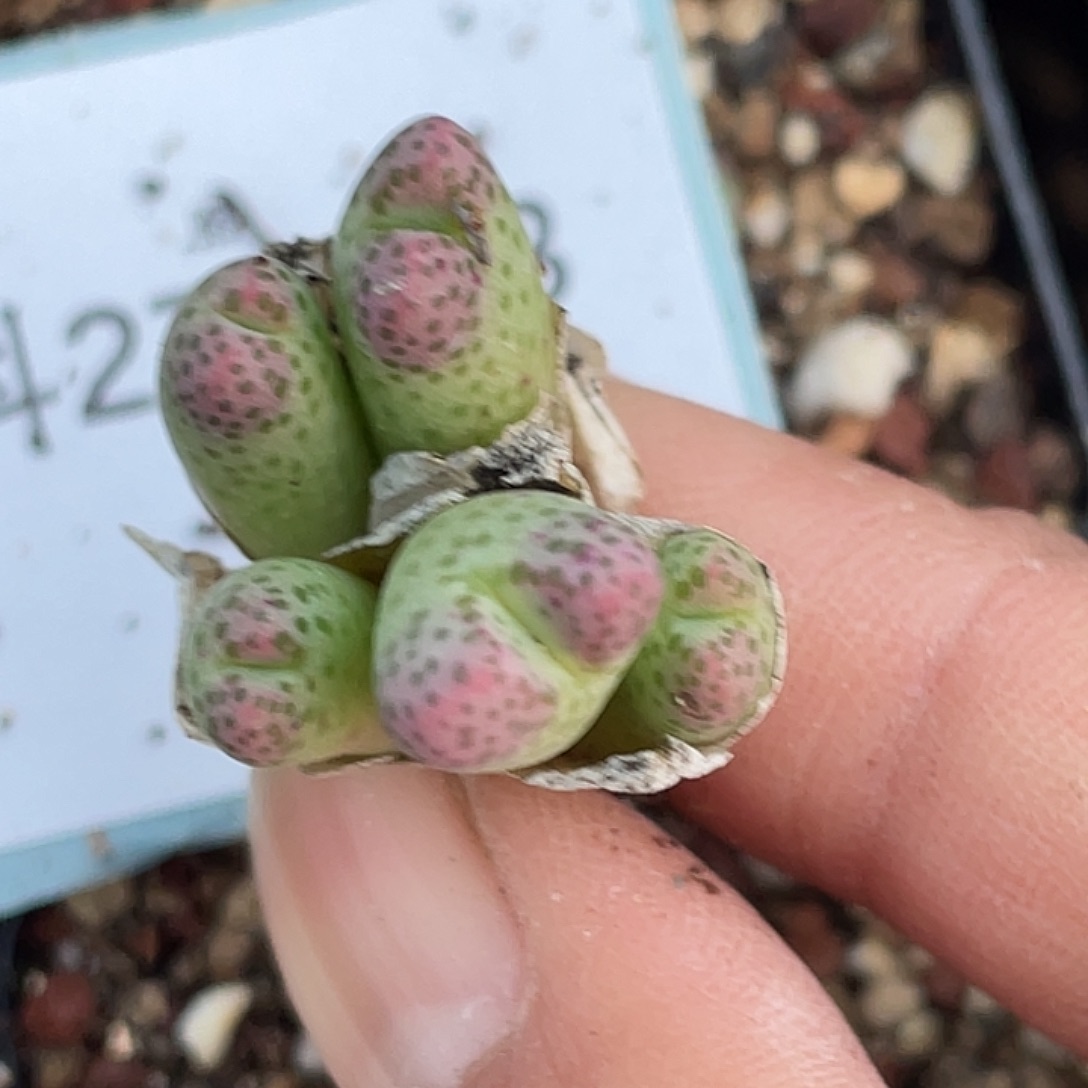 27-153草莓斑马肉锥