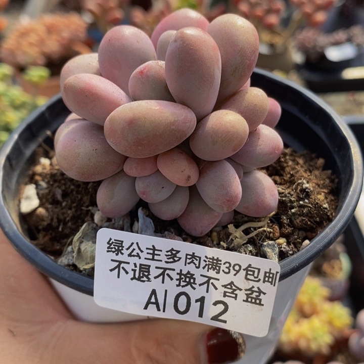 桃蛋6cm1012多肉植物