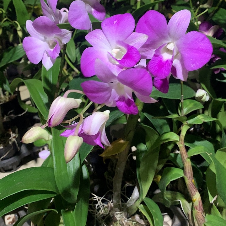 完全开放粉妃大小2苗裸根发花叶不包损