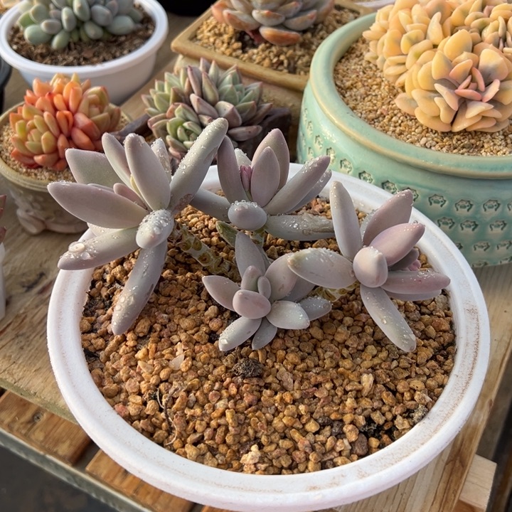 企鹅 老桩 阿松多肉