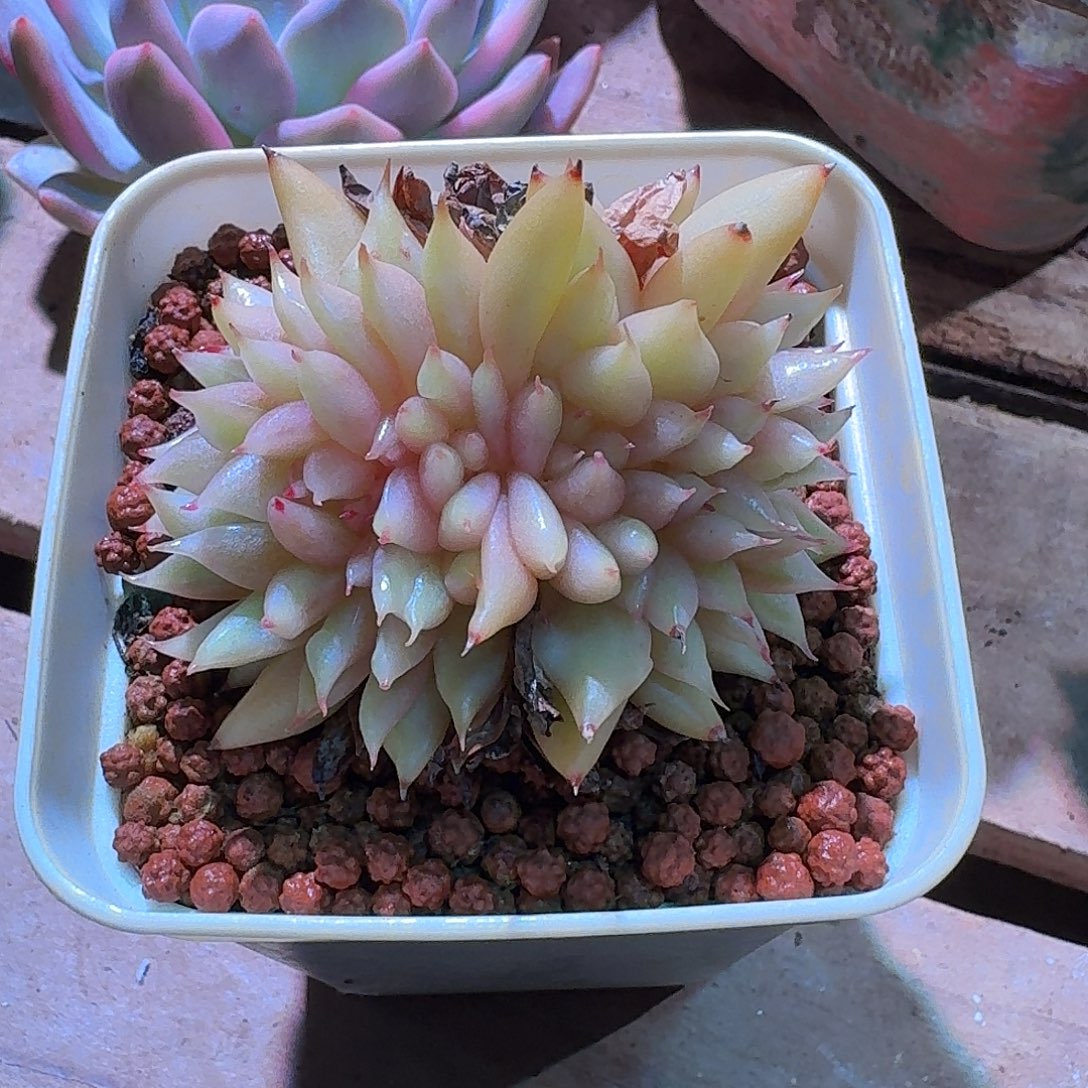 艾克魂缀化锦多肉