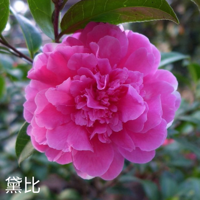 黛比茶花名贵珍稀品种粉红色山茶盆栽复色福建对版包邮基地直发