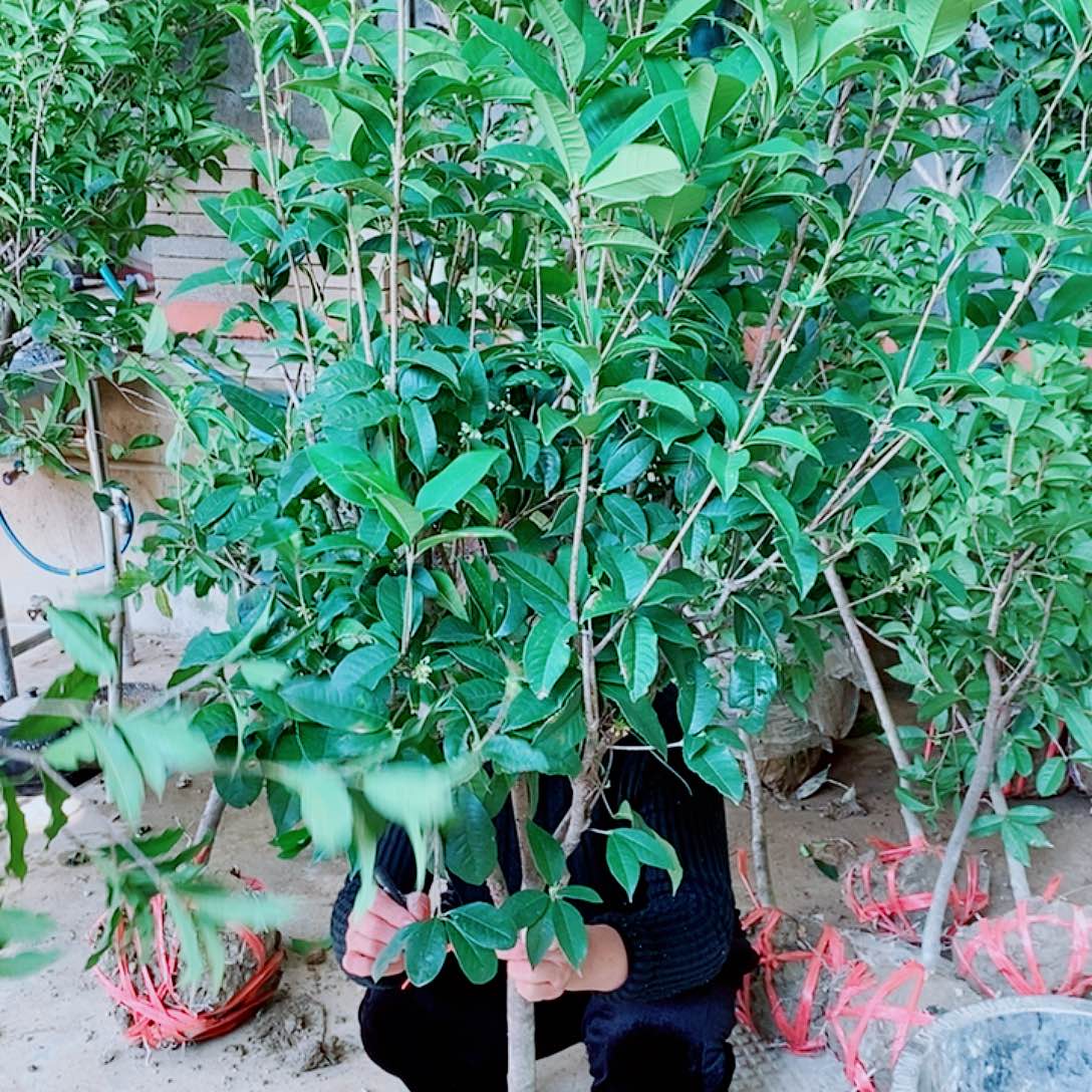 牛***妞完全开放3左右四级桂