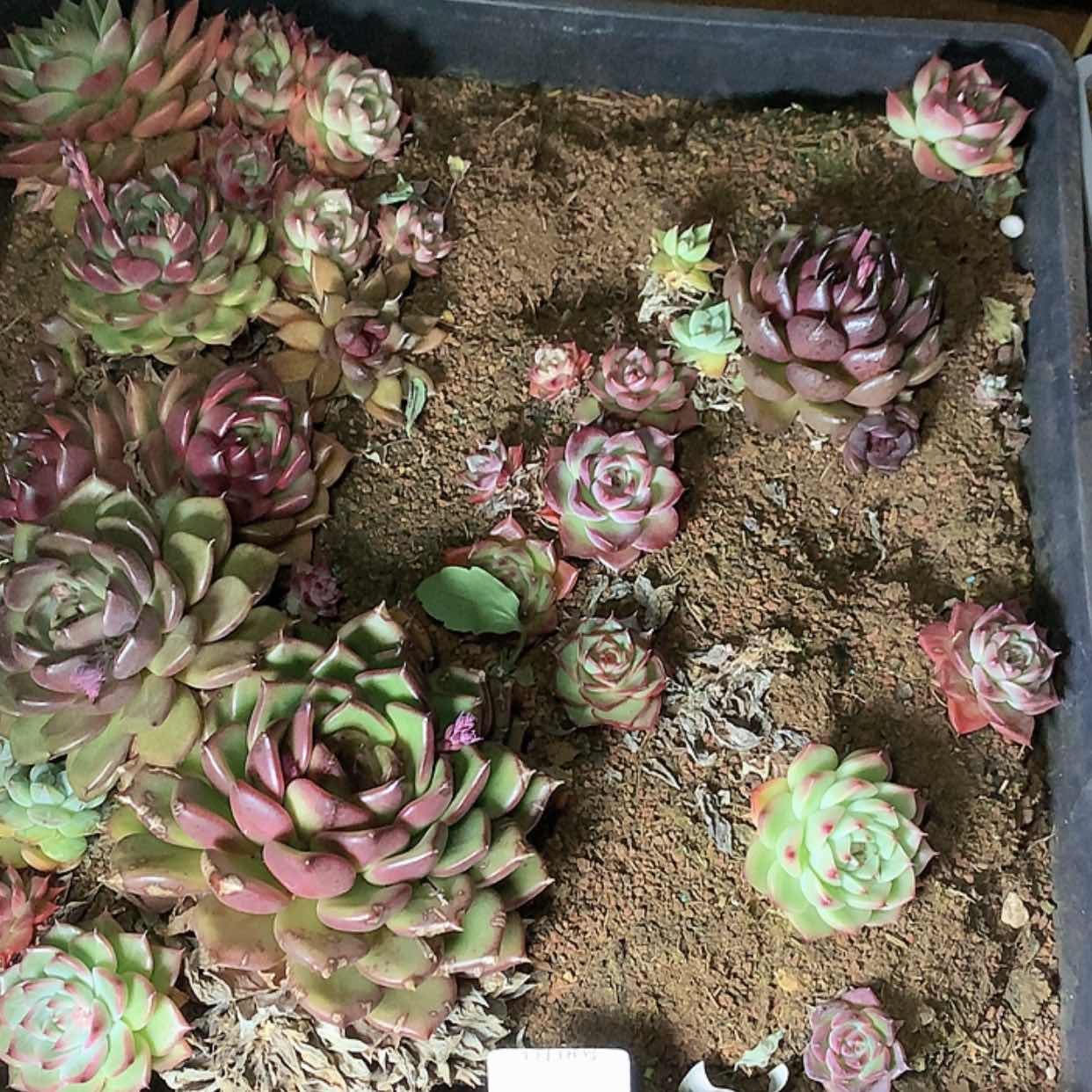 【闪购商品】云478