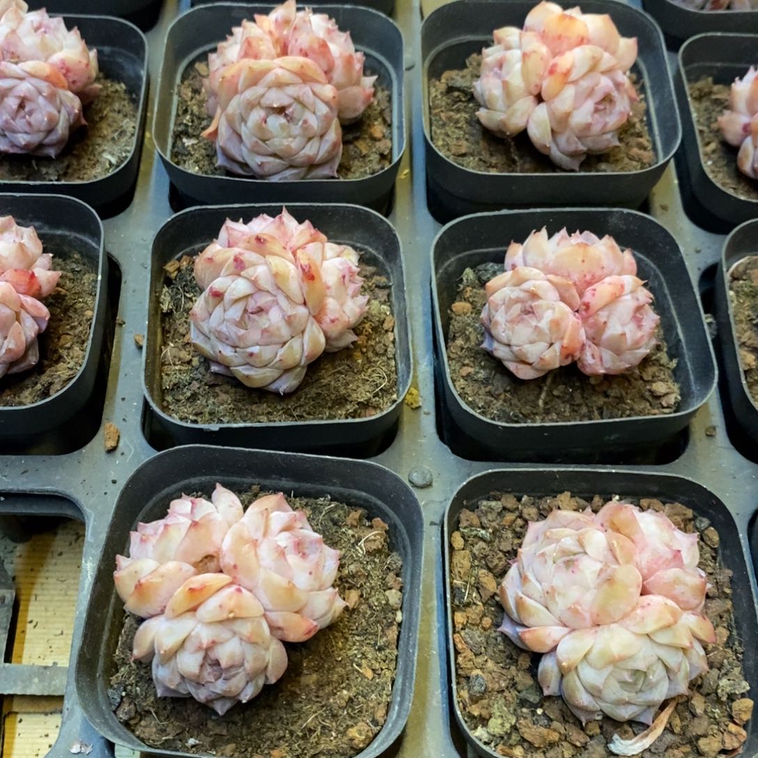 151。罗莎莉亚。群生。