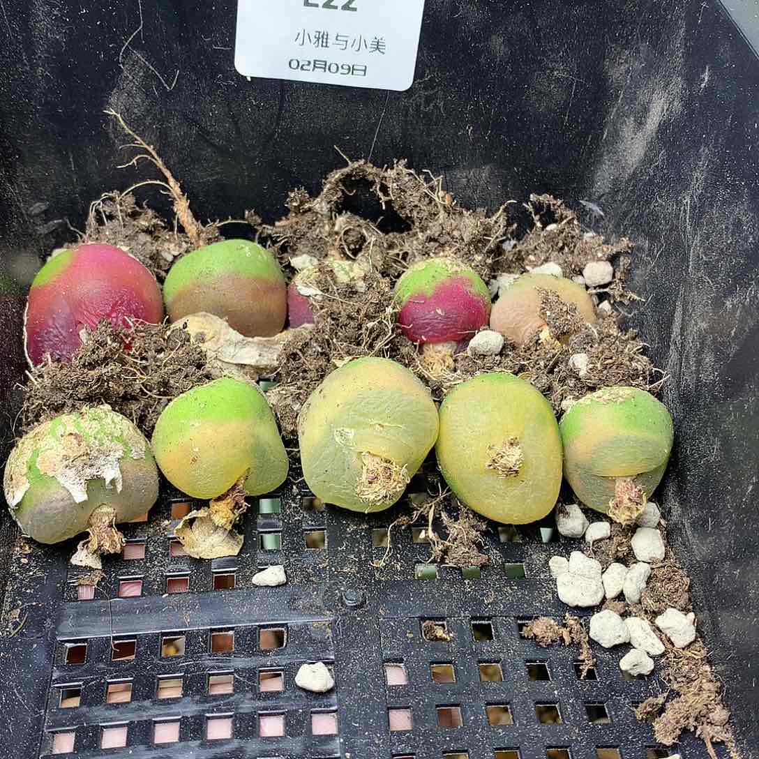 E22多肉植物保护研究所