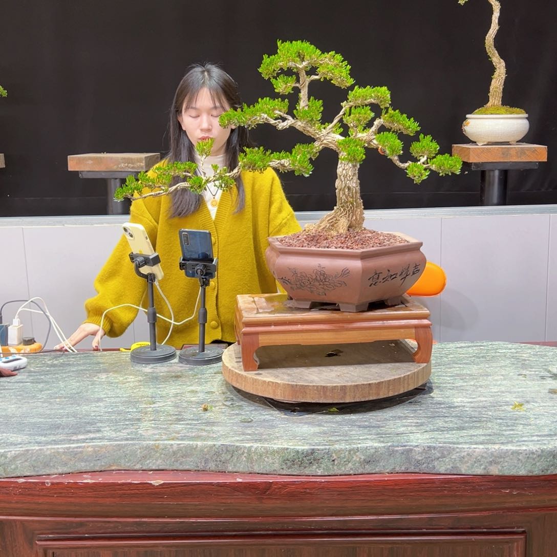 绿植黄杨盆景盆景