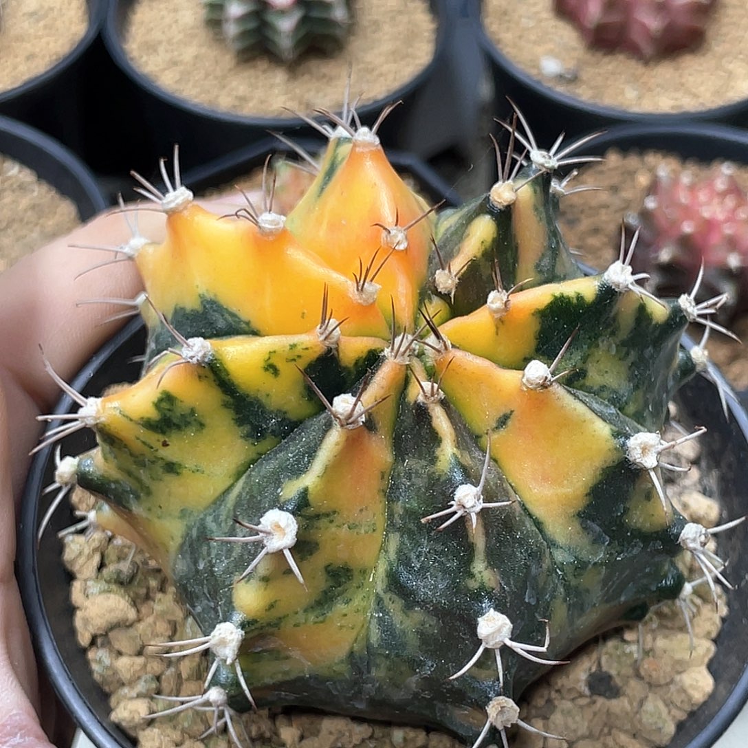 无花朵泰系实生根，米哈锦