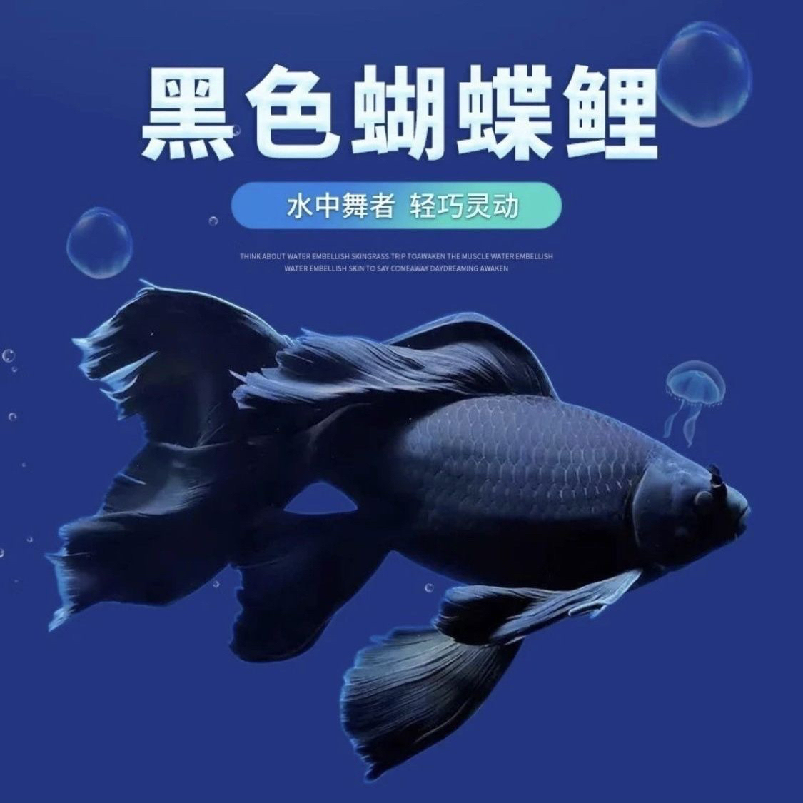 纯种黑色/白色/红色/蝴蝶鲤（直播间有增艳灯，开箱录视频）
