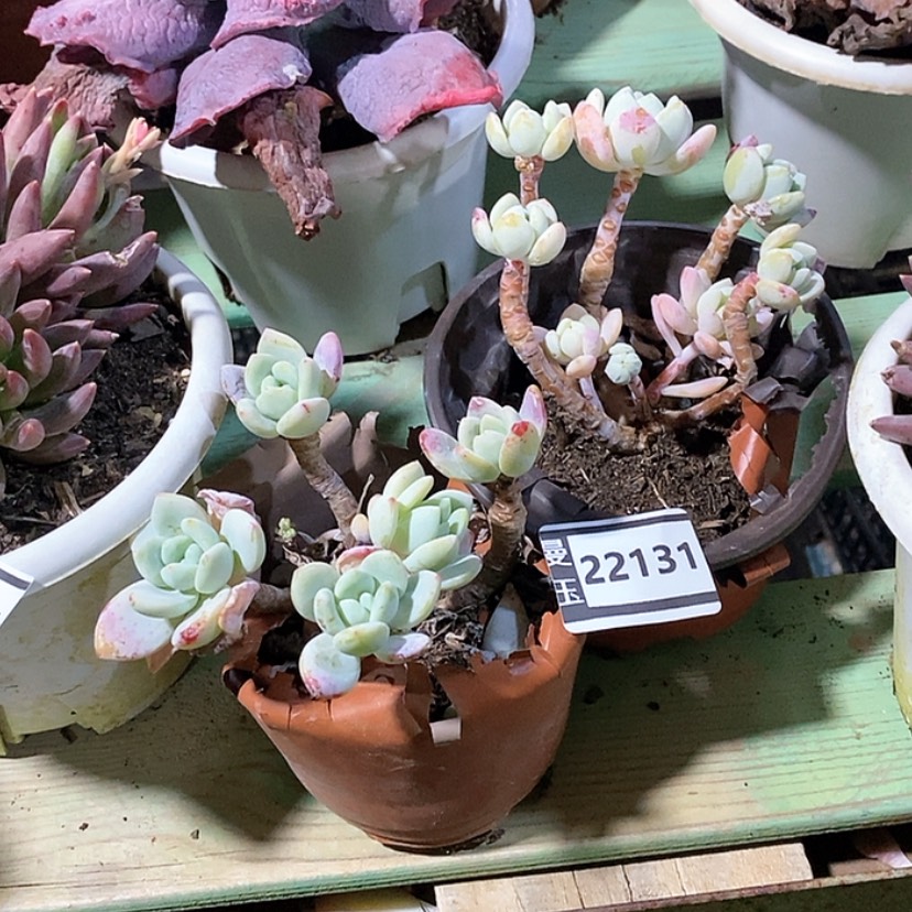 【闪购商品】冷香22131