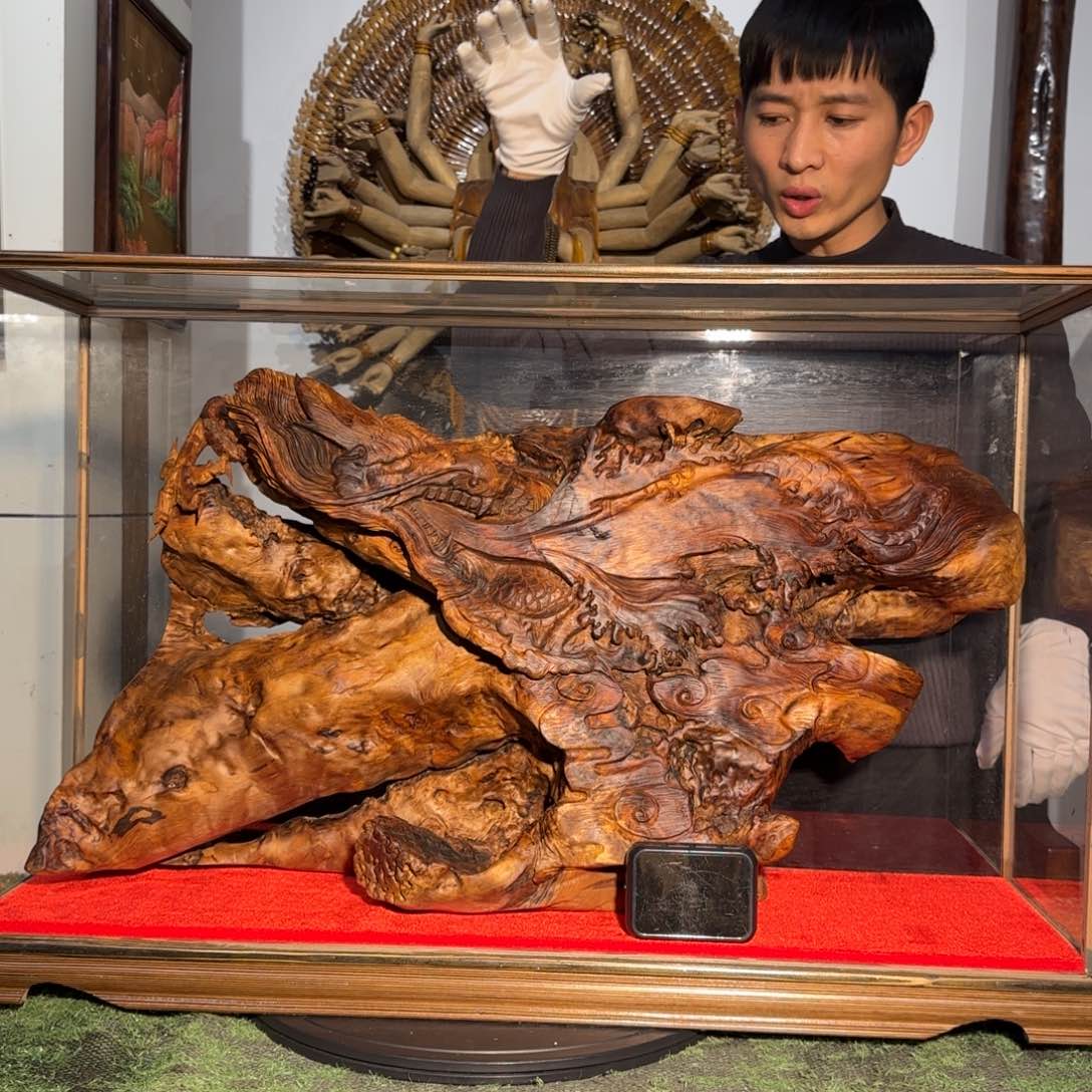 金丝楠z*Q小叶桢楠龙