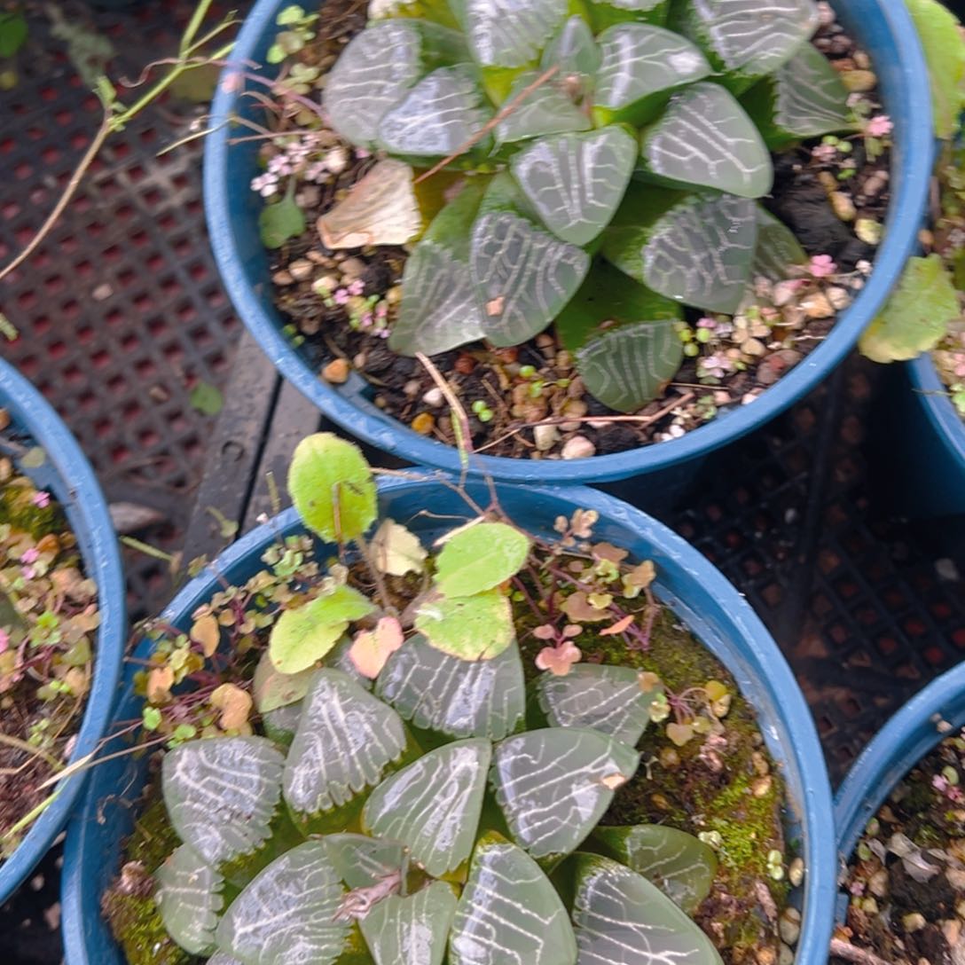 加仑盆月影母本一颗