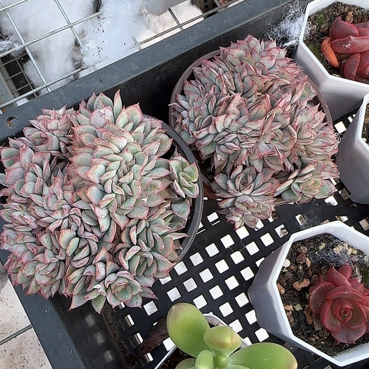 岁***y青蛙王子儿童牙膏111