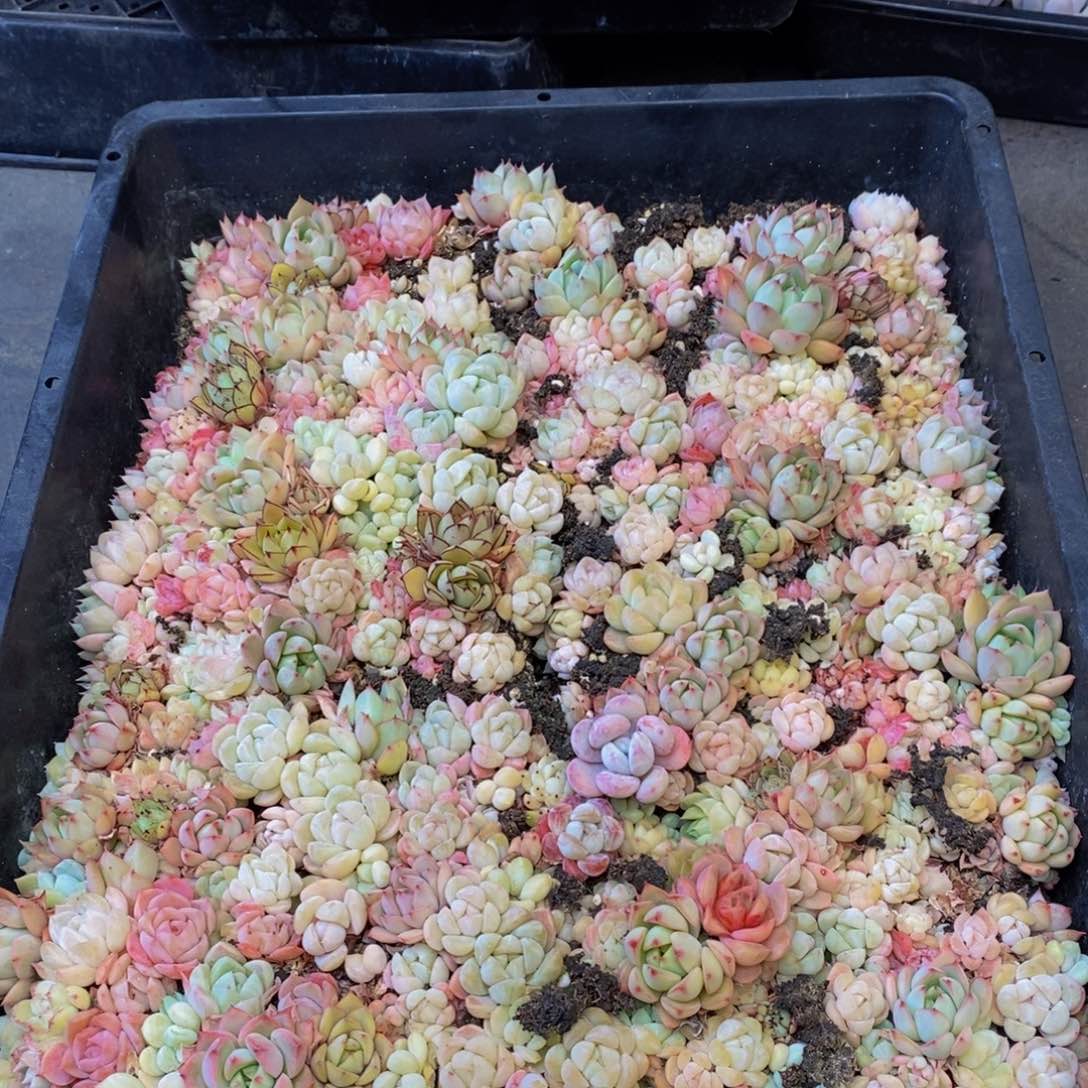 237多肉植物保护研究所两